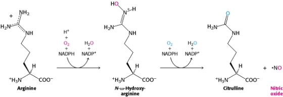 HO NH2 NH 2 H20 NADPH NADP 2 H20 NADPH NADP +NO Hs +H Arginine N-w-Hydroxy- arginine Citrulline Nitric oxide