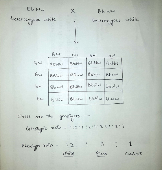 Bb ww t Bb Ww heterozygous white heterozygous white. BW Bw bn bu BW BB ww IBBWW BbwW BbWw Bw IBBwW BB ww BbWw Bbww bN | 46 44