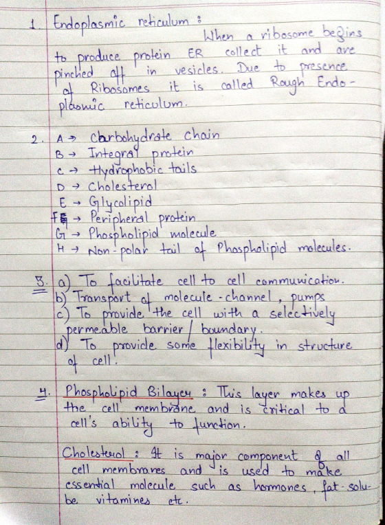 DJ 1. Endoplasmic reticulum : When a ribosome begins to produce protein ER collect it and are pinched off in vesicles. Due to