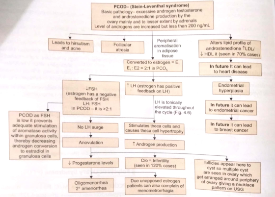 PCOD- (Stein-Leventhal syndrome) Basic pathology-excessive androgen testosterone and androstenedione production by the ovary