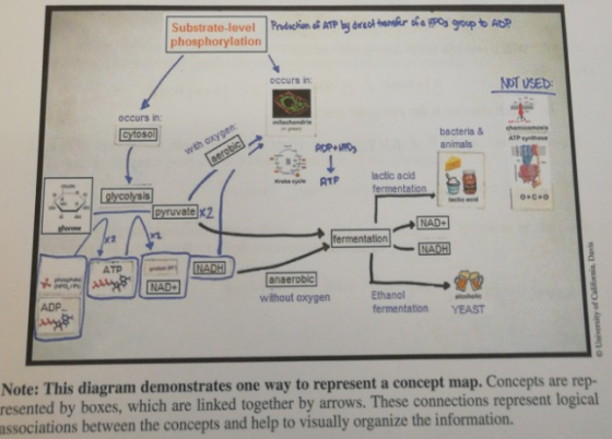 phosphorylation occurs in: NOT USEb: occurs in: bacteria & hemi animals ATP lactic acld fermentation osCeo pyruvate x2 fermentation NADH anaerobic Ethanol fermentation YEAST without oxygen aloehole ADP Note: This diagram demonstrates one way to represent a concept map. Concepts are rep- resented by boxes, which are linked together by arrows. These connections represent logical associations between the concepts and help to visually organize the information.