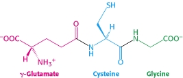 SH OOC COO H NH y-Glutamate Cysteine Glycine