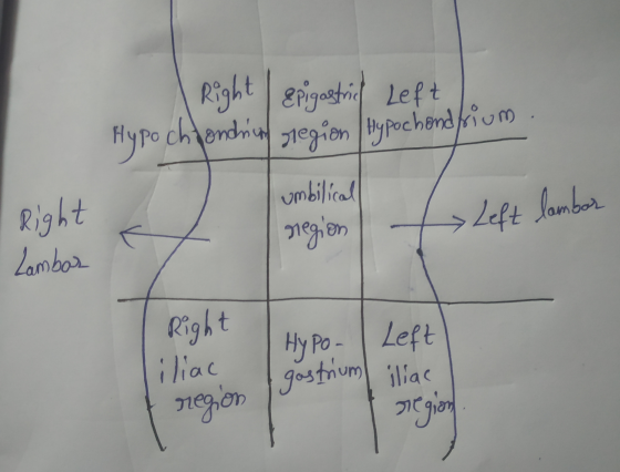 Right | epigastrich Left Hypochondring region Hypochondrium Right Lambar umbilical region > Left lamber Right iliac Hypo- | L