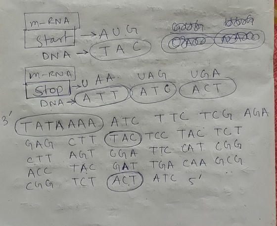 m- RNA Start - AUG Good bosh DNA -> ТА С ОДОО ДУ АДр) Im-RNAL AAA UAG UGA од АТТІ А ТО) АСТ) U AADUAG Stop (ТАТА ААА АТС TTC