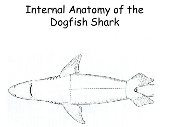 Internal Anatomy of the Dogfish Shark Internal Anatomy of the