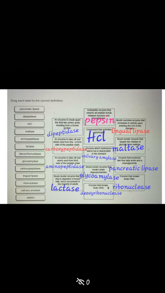 Drag each label to the correct definition pancreatic lipase Acidophilic erume that vespeed bonds between Tyrosine and dipepti