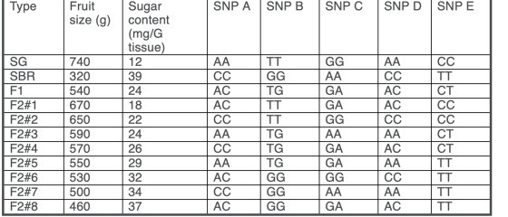 Type SNP A SNP B SNP C SNP D SNPE Fruit size (g) 740 AA CC SG SBR F1 F2#1 F2#2 F2#3 F2#4 F2#5 F2#6 F2#7 F2#8 320 540 670 650