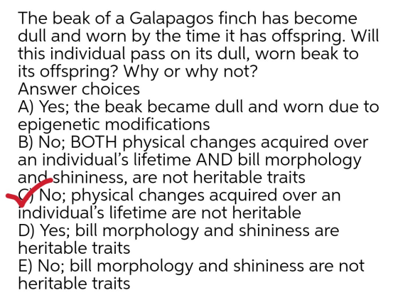 The beak of a Galapagos finch has become dull and worn by the time it has offspring. Will this individual pass on its dull, w