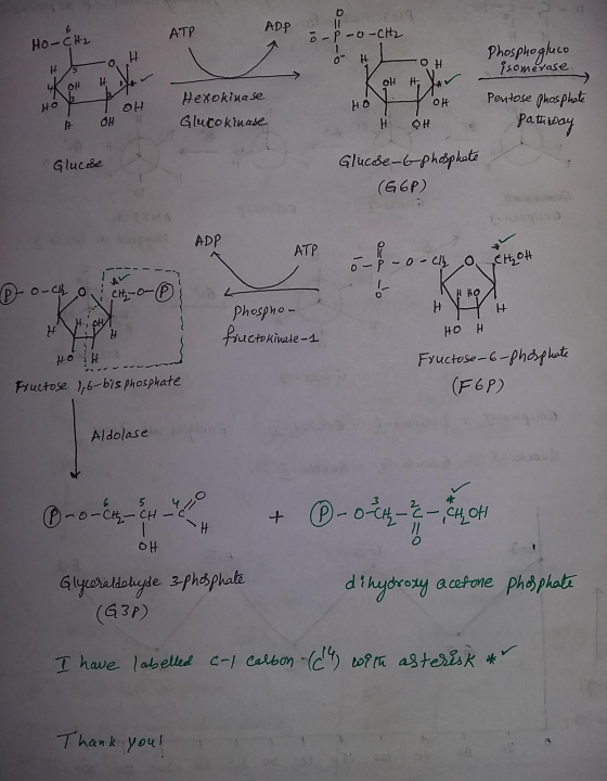 ATP ADP ㄩ Phosphoghuco somerase Ho h OH он Glucoktnase HOHH Pataiva Glucele (G GP) ADP Phespho Ho H Fructose l6-bis phosphate