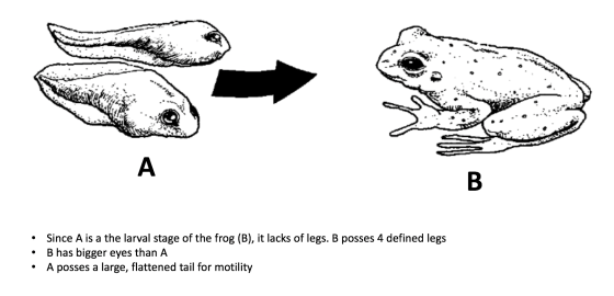 • Since A is a the larval stage of the frog (B), it lacks of legs. B posses 4 defined legs • B has bigger eyes than A • A pos