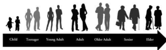 Child Teenager Young Adult Adult Older Adult Senior Elder