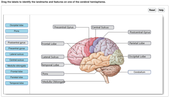 Drag the labels to identify the landmarks and features on one of the cerebral hemispheres. Reset Help Occipital lobe Precentr