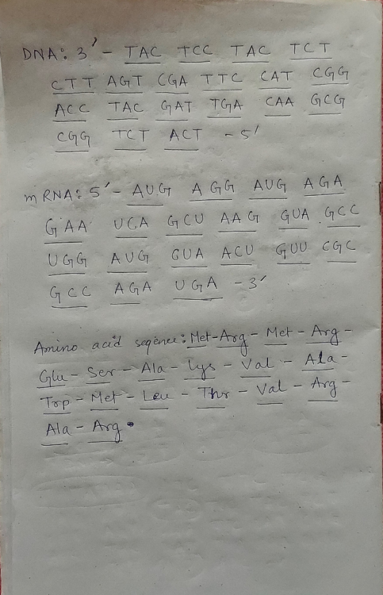 DNA“. 5 - ТАС Тсс ТДСТст CTT AGT CGA TTC CAT CGG ACC TAC GAT TGA CAA GCG CGG TCT ACT - 51 im RNA: 5- AUG AGG AUG AGA GAA UCA