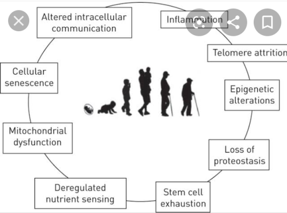 Altered intracellular communication Inflammation Telomere attrition Cellular senescence Epigenetic alterations Mitochondrial