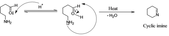 Heat
-H2O
NH2
NH2
Cyclic imine