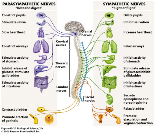 PARASYMPATHETIC NERVES Rest and digest SYMPATHETIC NERVES Fight or flight Dilate pupils Constrict pupils Stimulate saliva