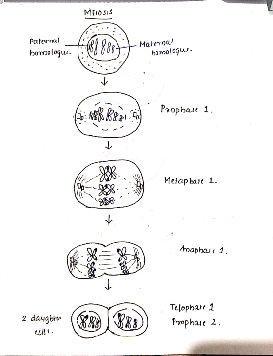 MEIOSIS Pateonal bomologue 1:2000 88888tt Maternal DD - Maternal homologu. BK && Ponphase 1. Metap base 1. *X Amaphase 1 2 da