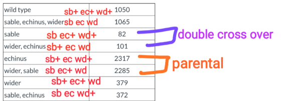 double cross over wild type sb+ ec+ wd+ 1050 sable, echinus, widersb ec wd 1065 sable sb ec+ wd+ 82 wider, echinus sb+ ec wd