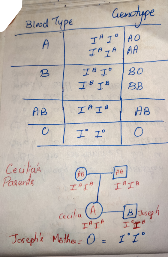 Cenotype Blood Type 11° | АО Тетя Тв1° Ів ІВ BB В Во I Не AB о твів т° 1° Cecilias Parents Thr? | тята cecilia A ТІ B Josep