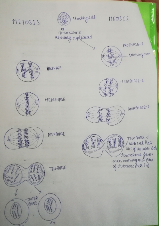 11oS tating el MEOSTS 2n chMomosome PROPHASE-I 의-oossingover HETAPHASE-1 ANAPHAJEI ChetomoSome om pavt each homol TELOPHASE I