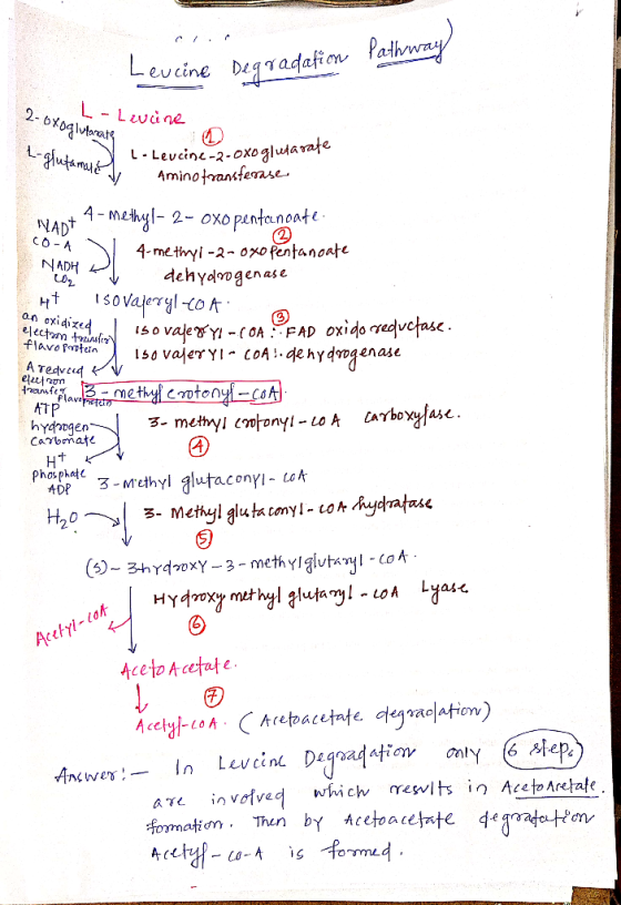 Leucine Degradation Pathway 2-oxoglutanate L - Lwine (2) CO-A og varate L-Leucine-2-oxoglutarate glutamale Aminotransferase N
