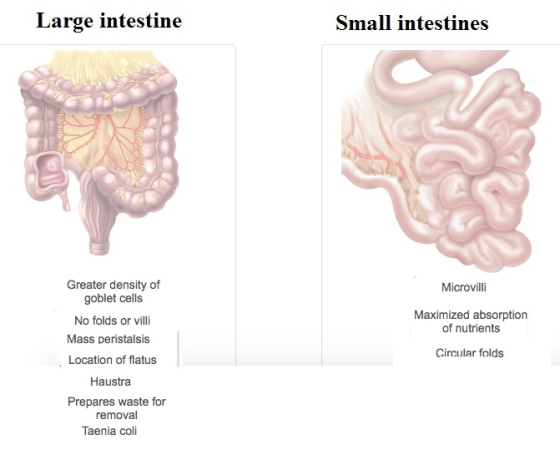 Large intestine Small intestines Greater density of goblet cells No folds or villi Mass peristalsis Microvilli Maximized abso