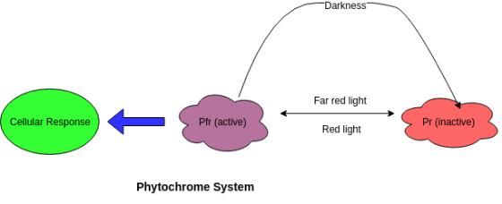 Darkness Far red light Cellular Response Pfr (active) Pr (inactive) Red light Phytochrome System