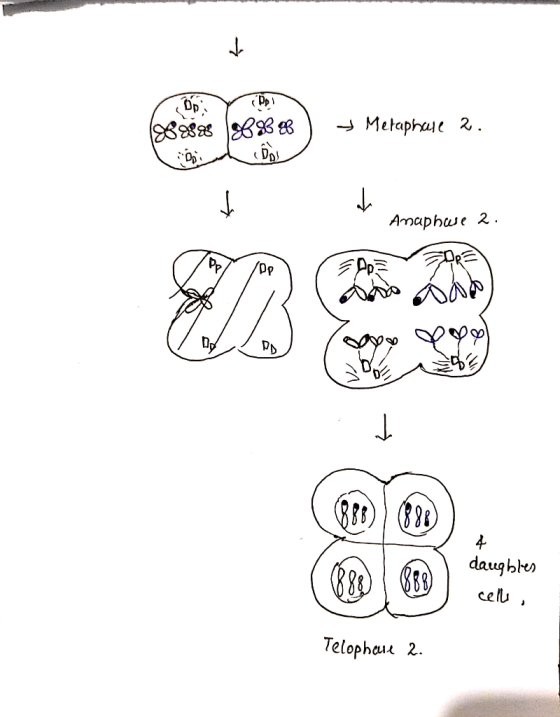 Y DAT = Metaphase 2. 1988888 888888 Daih Dol Anaphwe 2. 000 asos daug bles celle , Telophouse 2.