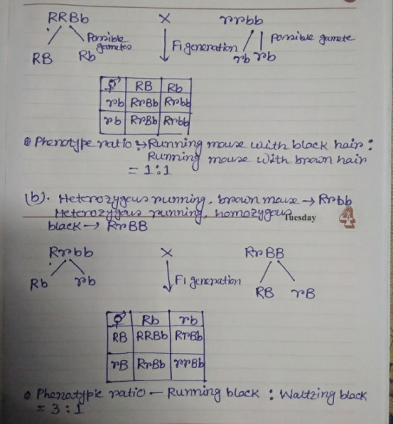 RRBb spbb Possible ponsible gamete Fi generation / RB Rn gametes rb rb PRB Rb [rb Robb Roble & RPBb Robb • Phenotype ratio &