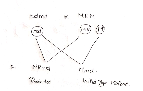 mdmd x MRM Fi MRmd Restoicted Mond. Wild Type Mallood.