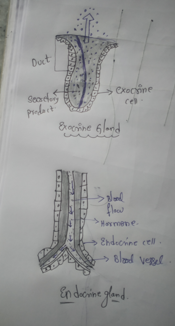 Duct secretory -> exocrine cell product Exocrine Gland Blood flow Hormone Endocrine cell. - Blood vessel Endocrine gland