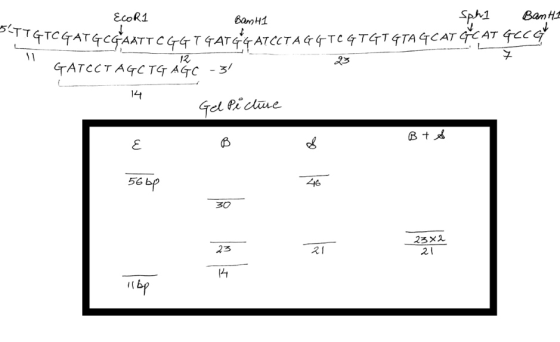EcoR1 Bank1 Sph Banti IZGTCGATGCGAATTCGGT GATG4 ATCCT AGGTCGTGTGTA GCAT CYCAT GCCGT GATCCT AGC TG AR FC -31 14 Gel Picture B