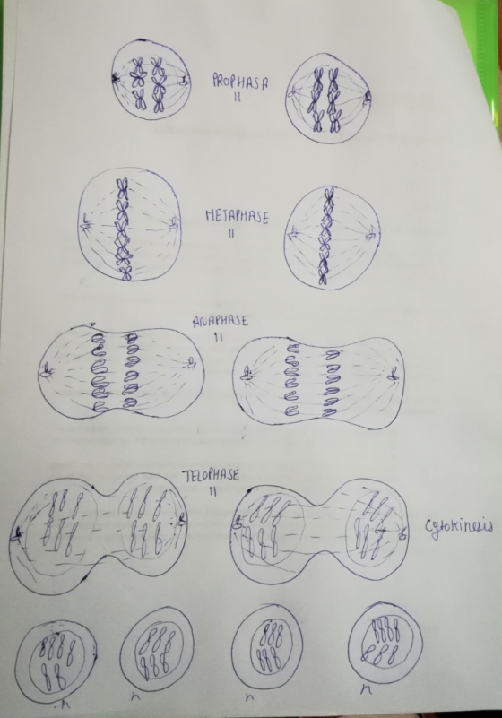 ANAPHASE TELOPHASE Hokinuis