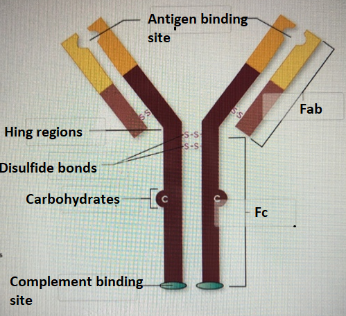 Antigen binding site Fab Hing regions Disulfide bonds Carbohydrates FC Complement binding site