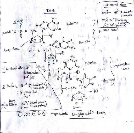not cuntnal atom DNA NHi -end SP(3bptlte Rne bakoA unine 6 Cato ina 0 0- CH2 o 28 Thym I lona paln to7 llnaa^ 2 lone pain 3e
