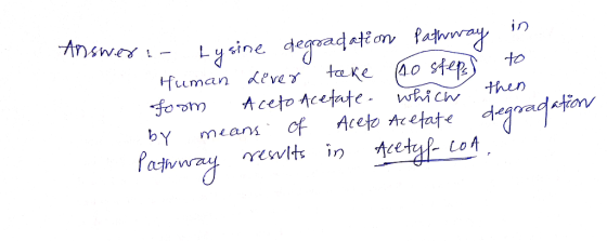 Answer - Lusine Lysine degrad. degradation Human Lover take Pathway to steps in to by means of aceto Acetate degradation Path