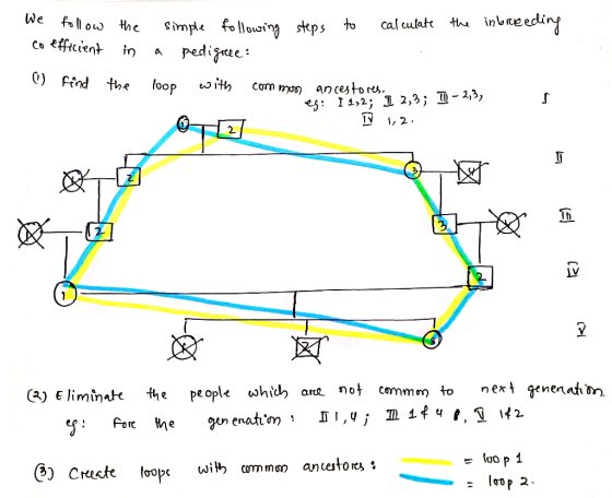 the inbreceding follow co efficient © find the in the simple following steps to calculate a pedigreee loop with common ancest