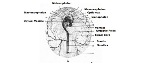 Metenophalon Myelencephalon Mesencephalon Optic cup Dienophalon Optical Vesicle - Ventral - Amniotic Folds Spinal Cord Somite
