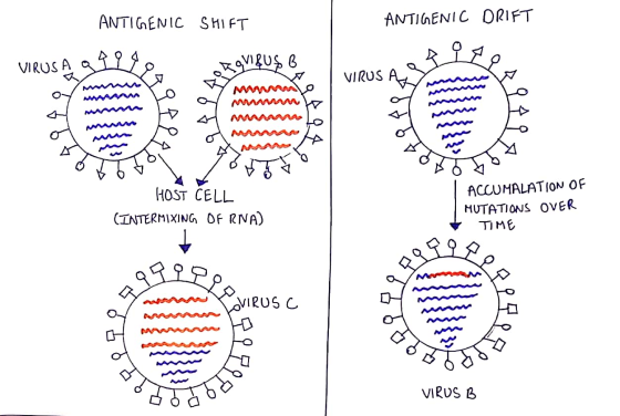 ANTIGENIC SHIFT ANTIGENIC DRIFT VIRUSA gvi&us & VIRUS AR HOST CELL (INTERMIXING OF RNA) ACCUMALATION OF MUTATIONS OVER TIME L