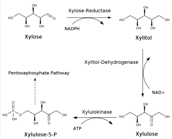 он он Xvlose-Reductase Ho но он он он NADPH он Xylose Xylitol Xylitol-Dehydrogenase Pentosephosphate-Pathway NAD+ OH Xyluloki
