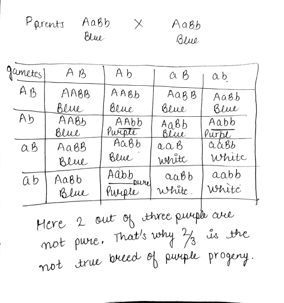 Parents Aabb Blue X Aabb Злио gametes A B . Ab I aB I ab. А) ТААВА | ААВЬ ТАаВВГ Аавь В по Blue Blue Gul ААВЬ AAbb ТАаВЬ Aabb