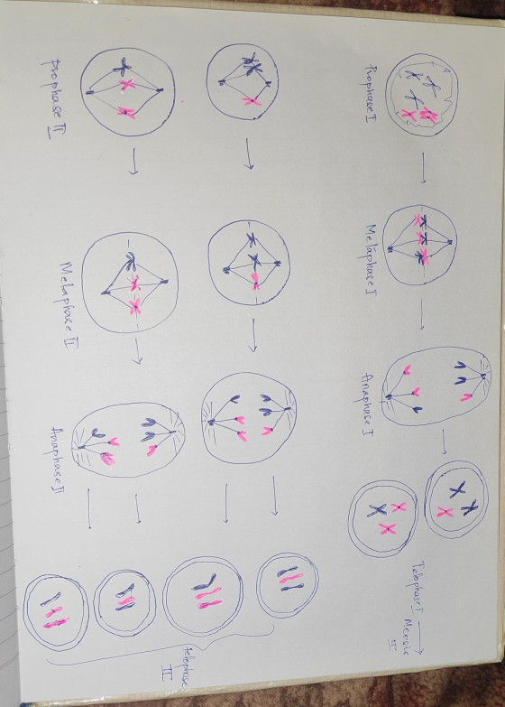 REF Telephase I Meases tt Prophase I Metaphase I Anaphase I an (telophase Metaphase II prophase II Anaphase