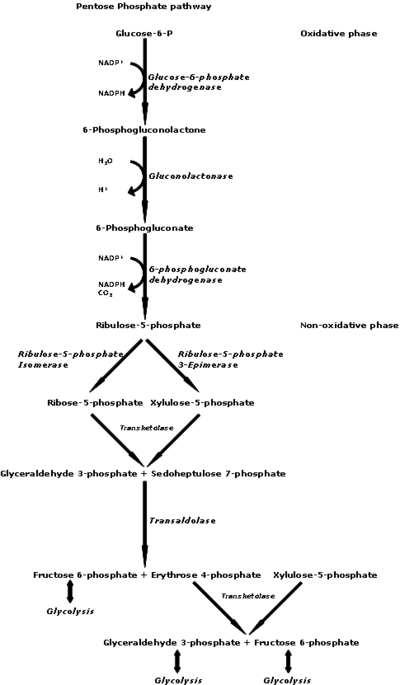 Pentose Phosphate pathway Glucose-6-p Oxidative phase NADP Glucose-6-phosphate dehydrogenase NADPH 6-Phosphogluconolactone Gl