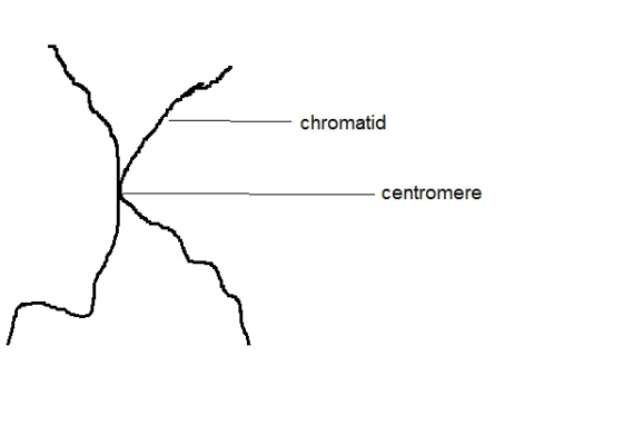 chromatid centromere
