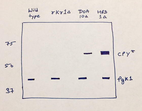 Wild type rkrla DOA 104 HRD 1 75 lcpy* - Pg kl 37