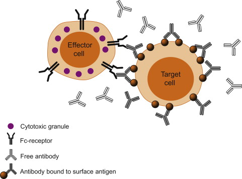 Effector cell Target cell Y Cytotoxic granule Fc-receptor Free antibody Antibody bound to surface antigen