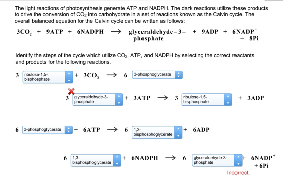 The light reactions of photosynthesis generate ATP