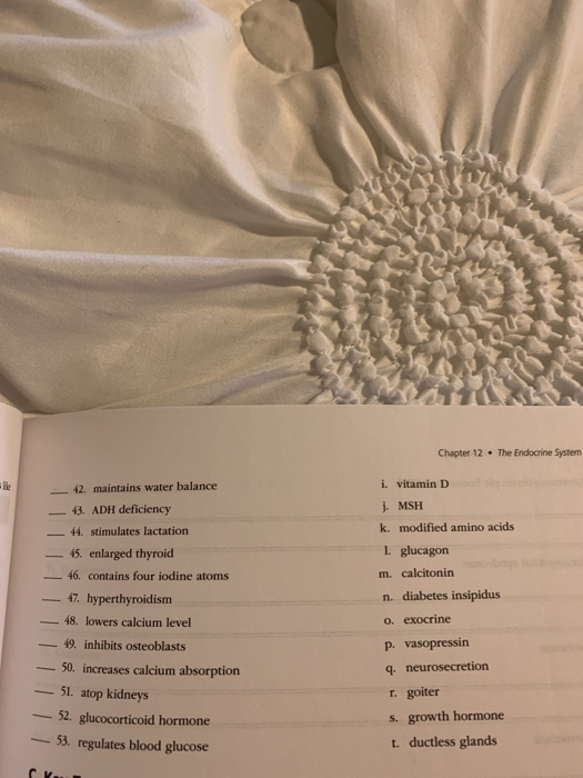 Chapter 12 . The Endocrine System - 42. maintains water balance 43. ADH deficiency 44. stimulates lactation 45. enlarged thyr