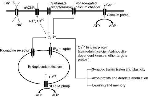 Glutamate receptor NMDA Voltage-gated calcium channel +Cg2 NACHRI Calcium pump Na, Ca2 Na ATP ADP LIP, receptor Ryanadine rec