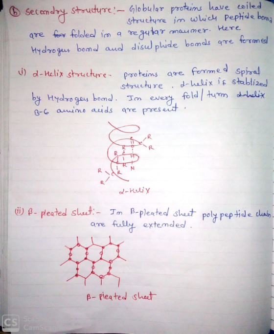 secondry structure - Globular proteins have coiled structure in which peptide bona are for folded im a regular maumer. Here